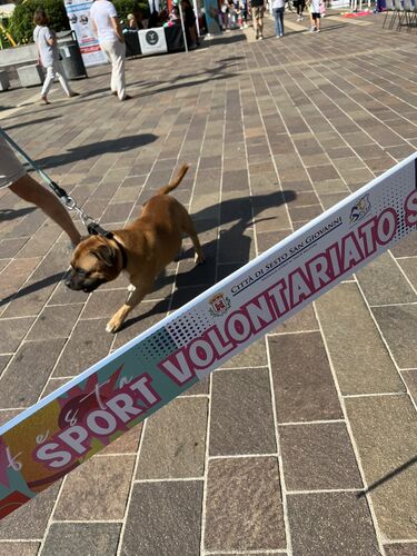 immagine di galleria 'Festa dello Sport, del Volontariato e della Salute 2026'