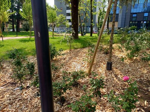 immagine di galleria 'Riqualificazione del giardino Bazzega-Corridoni Padovani'