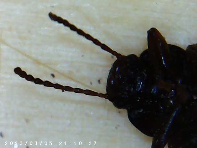 immagine di galleria 'Scatti al microscopio: laboratorio di Giocheria “Curiosi di natura”'