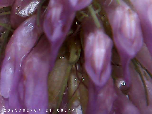 immagine di galleria 'Scatti al microscopio: laboratorio di Giocheria “Curiosi di natura”'