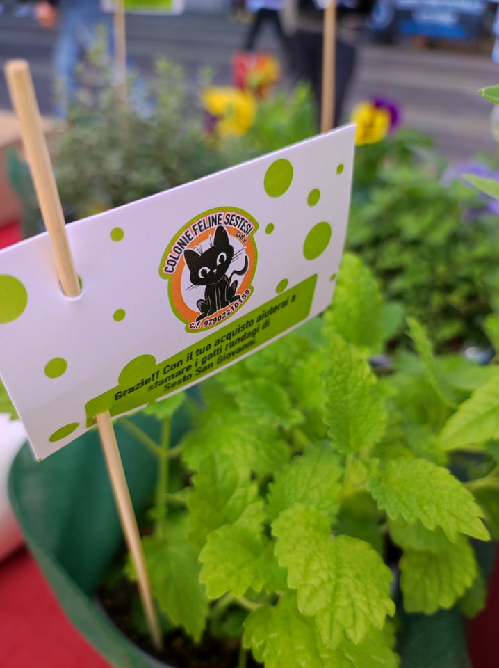 immagine di galleria 'Festa dello Sport, del Volontariato e della Salute 2022'