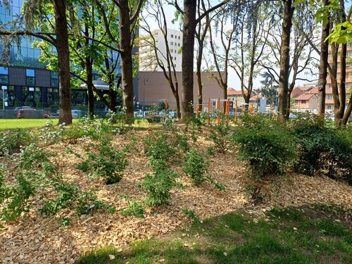 immagine di galleria 'Riqualificazione del giardino Bazzega-Corridoni Padovani'