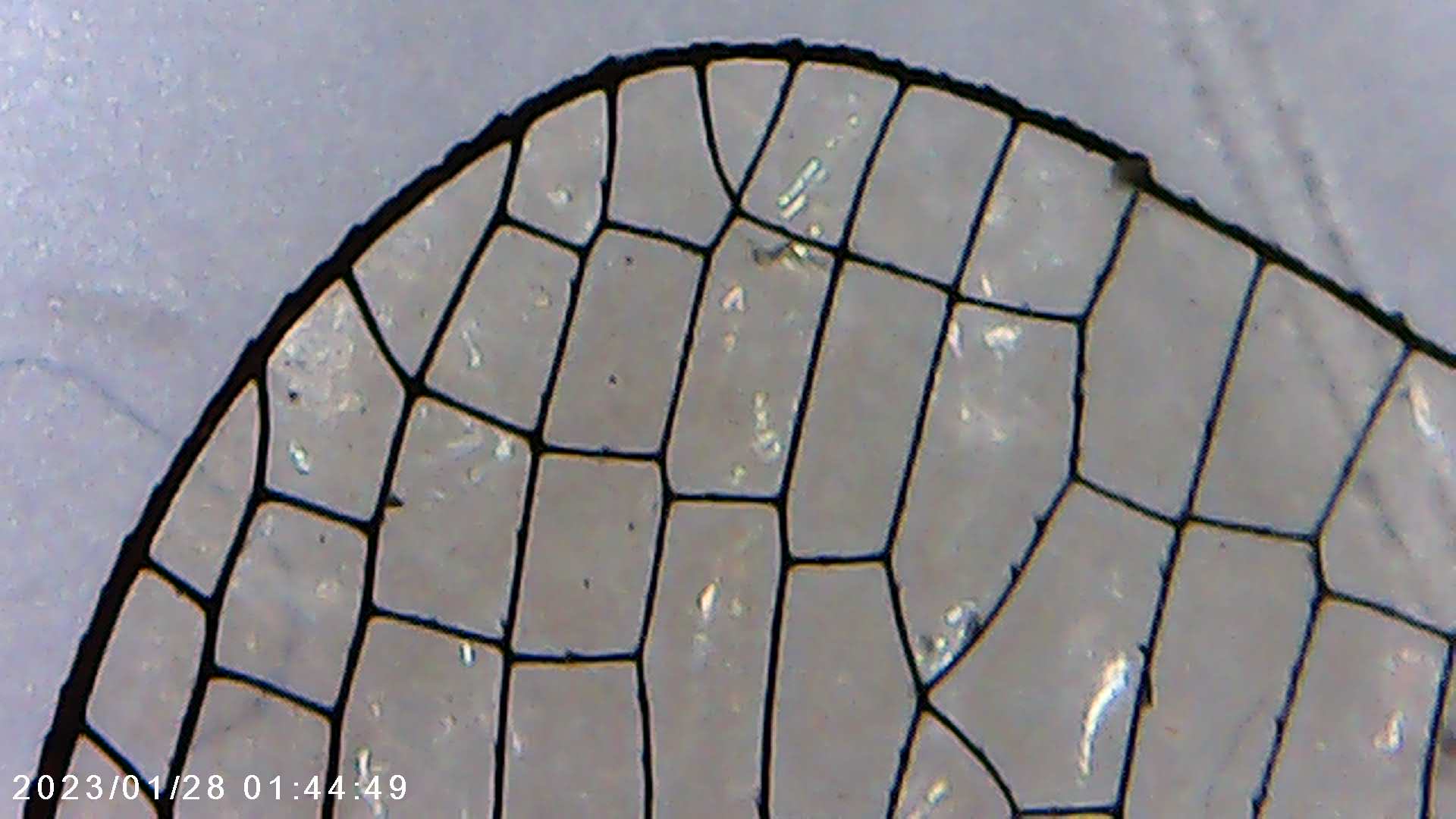 immagine di galleria