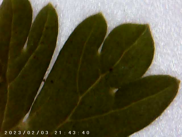 immagine di galleria 'Scatti al microscopio: laboratorio di Giocheria “Curiosi di natura”'