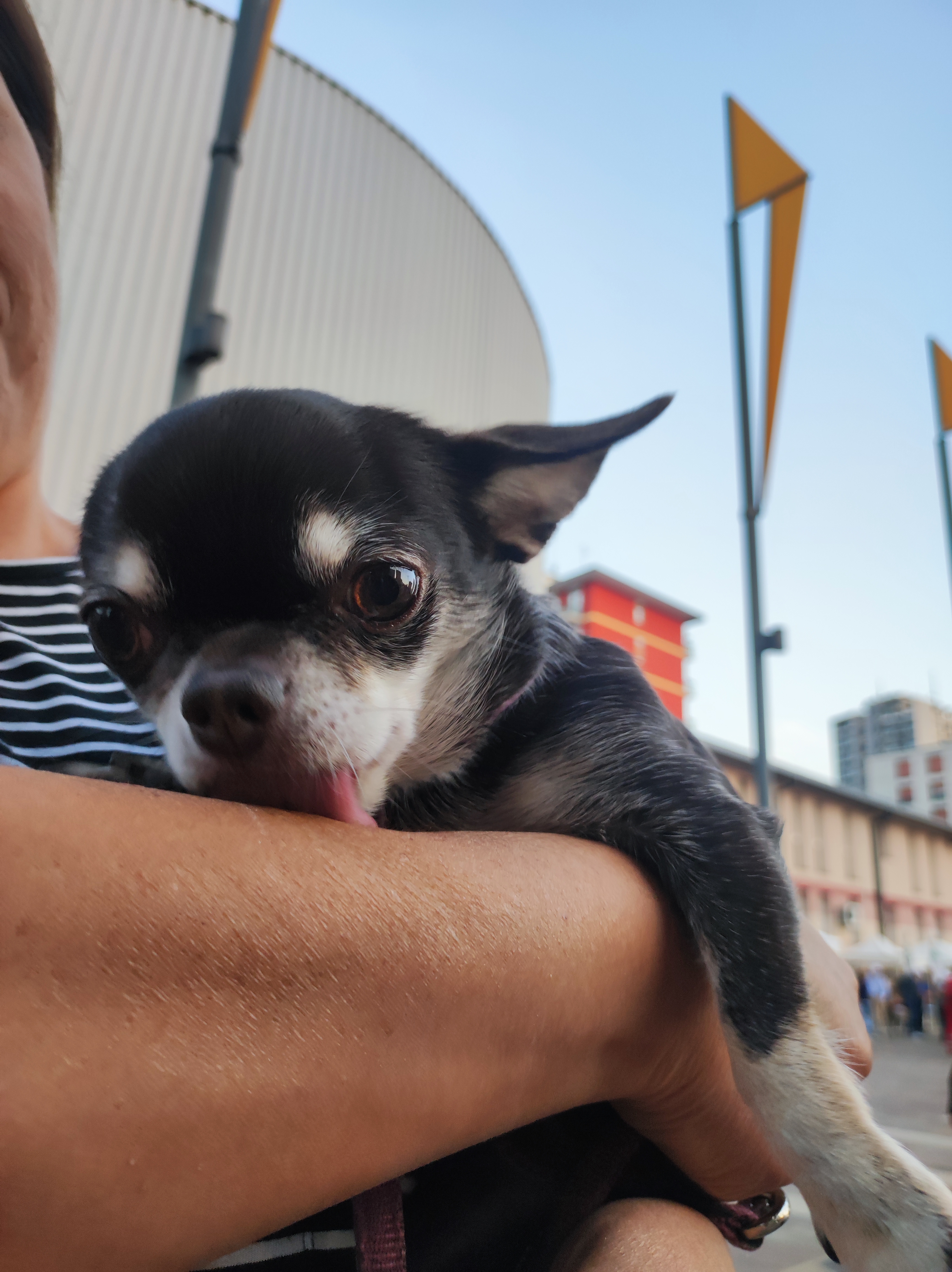 immagine di galleria 'Festa dello Sport, del Volontariato e della Salute 2024'