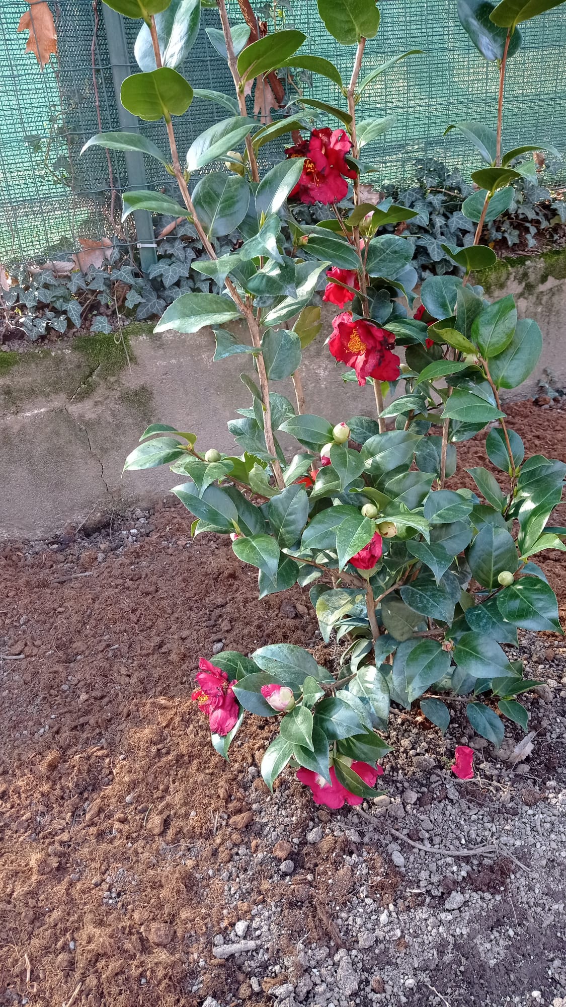 immagine di galleria 'Restyling del giardino di villa Mylius - prima parte'