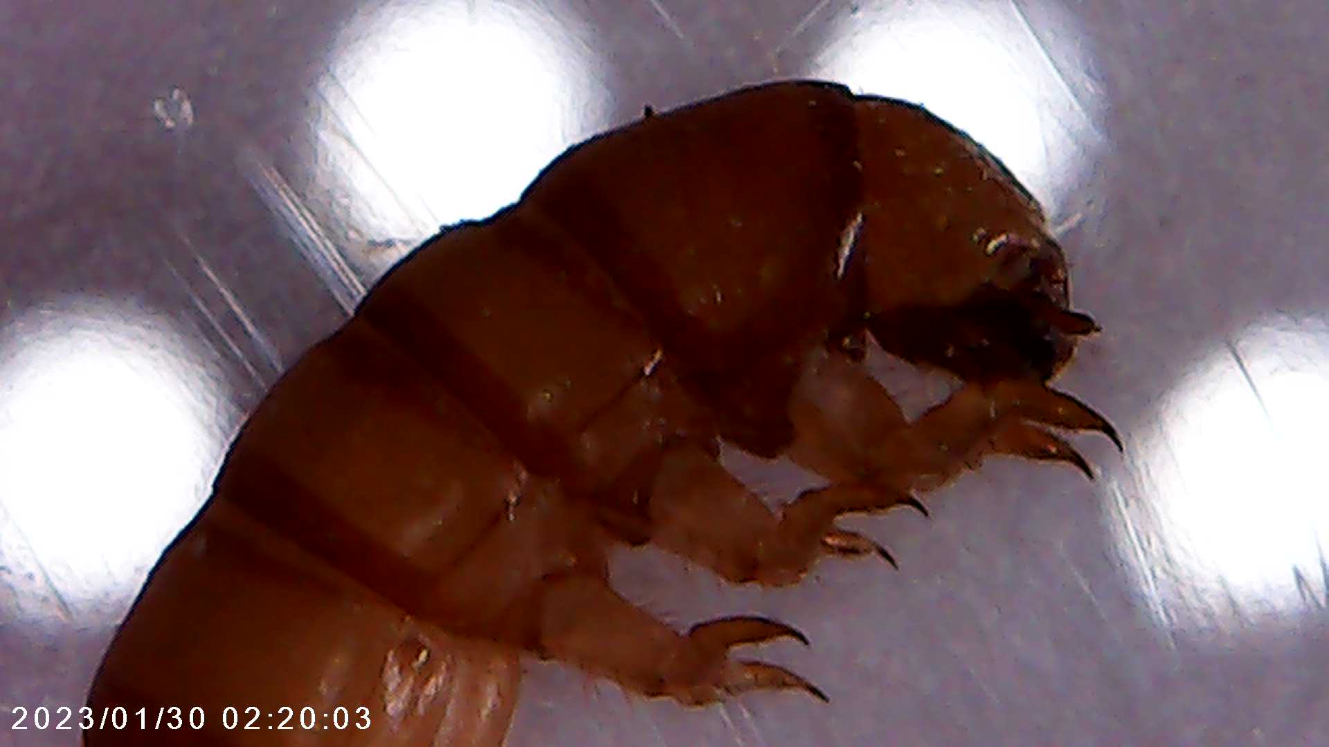 immagine di galleria 'Scatti al microscopio: laboratorio di Giocheria “Curiosi di natura”'