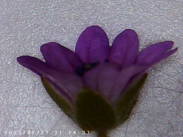 immagine di galleria