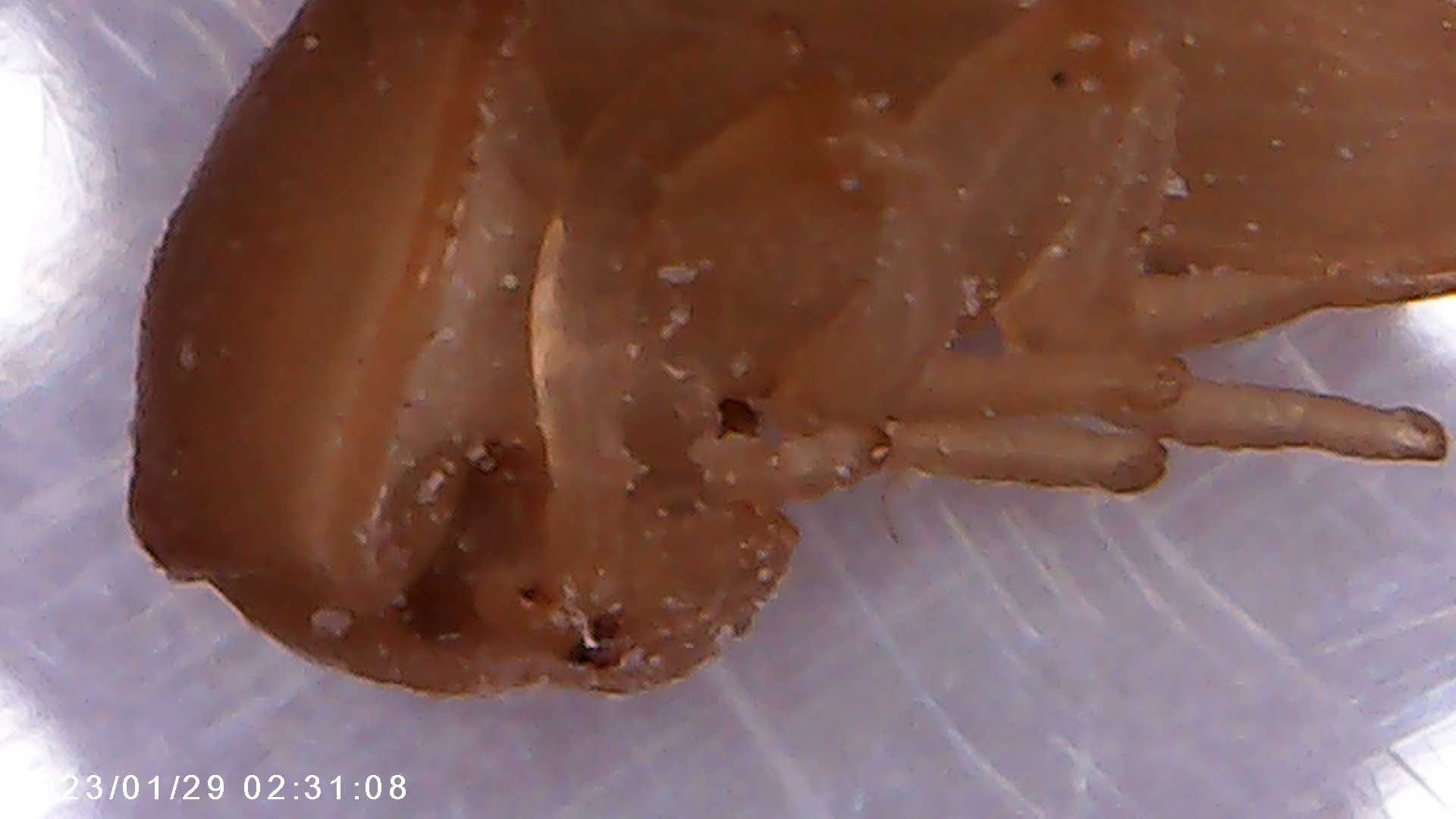 immagine di galleria 'Scatti al microscopio: laboratorio di Giocheria “Curiosi di natura”'