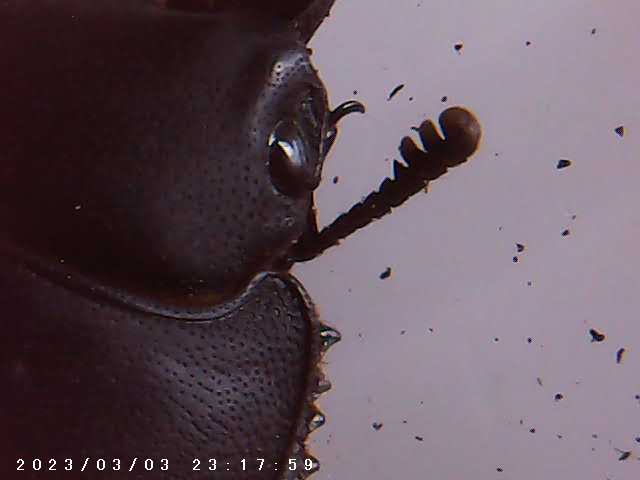 immagine di galleria 'Scatti al microscopio: laboratorio di Giocheria “Curiosi di natura”'