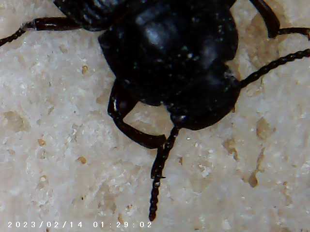 immagine di galleria 'Scatti al microscopio: laboratorio di Giocheria “Curiosi di natura”'