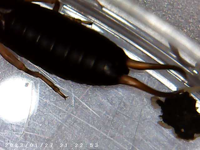 immagine di galleria 'Scatti al microscopio: laboratorio di Giocheria “Curiosi di natura”'