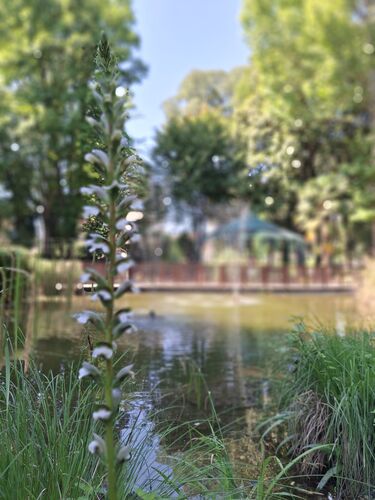 immagine di galleria 'Riqualificazione del giardino di villa Mylius - seconda parte'