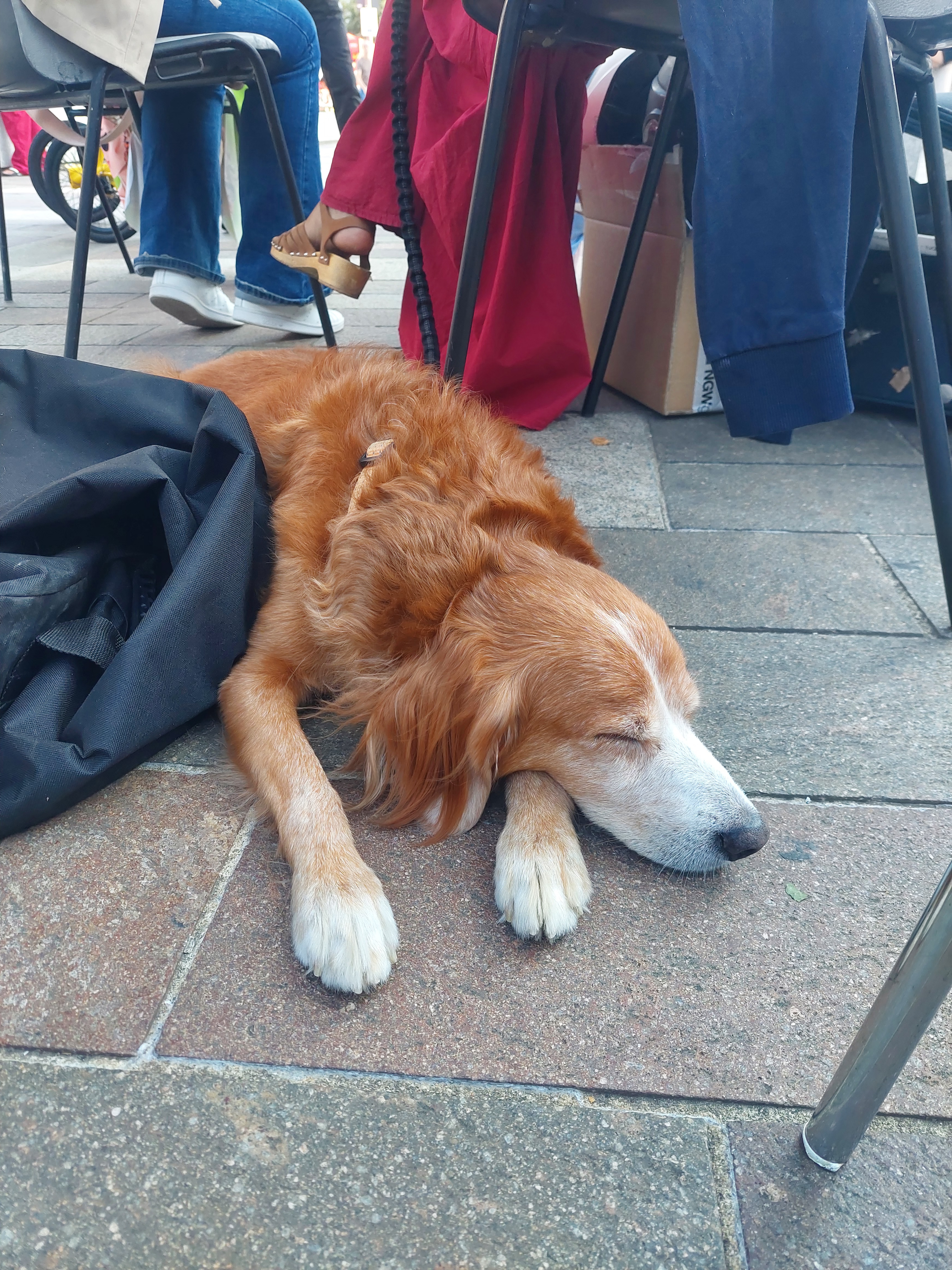 immagine di galleria 'Festa dello Sport, del Volontariato e della Salute 2024'