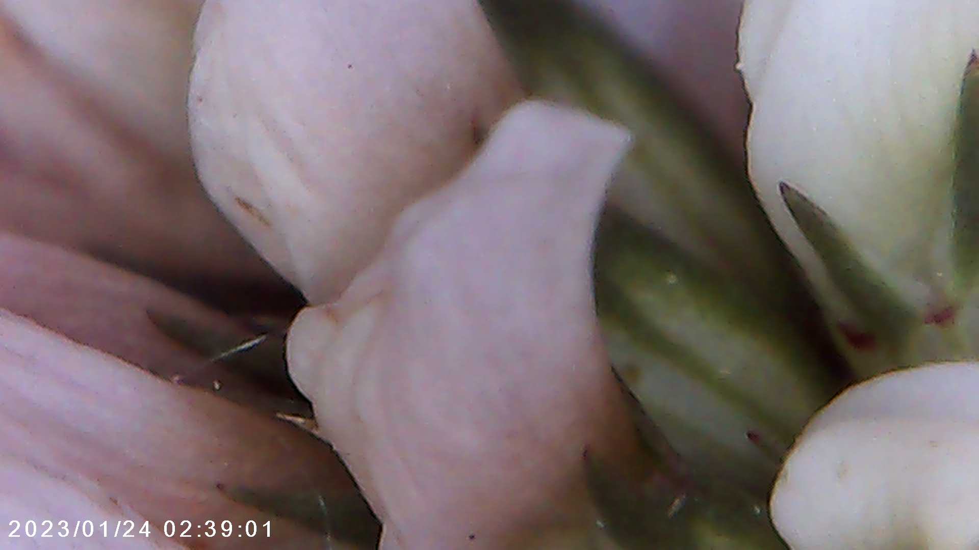 immagine di galleria 'Scatti al microscopio: laboratorio di Giocheria “Curiosi di natura”'