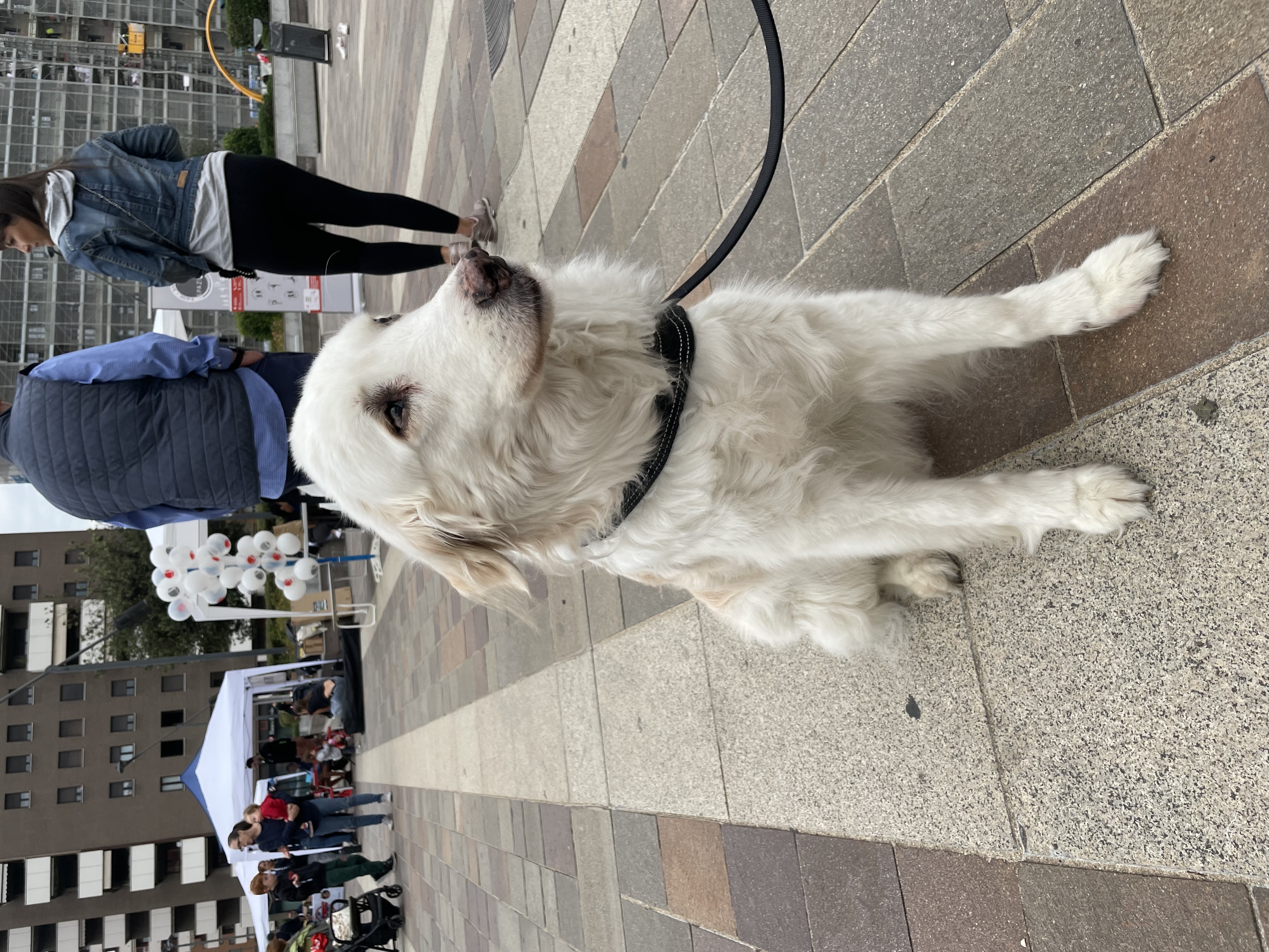 immagine di galleria