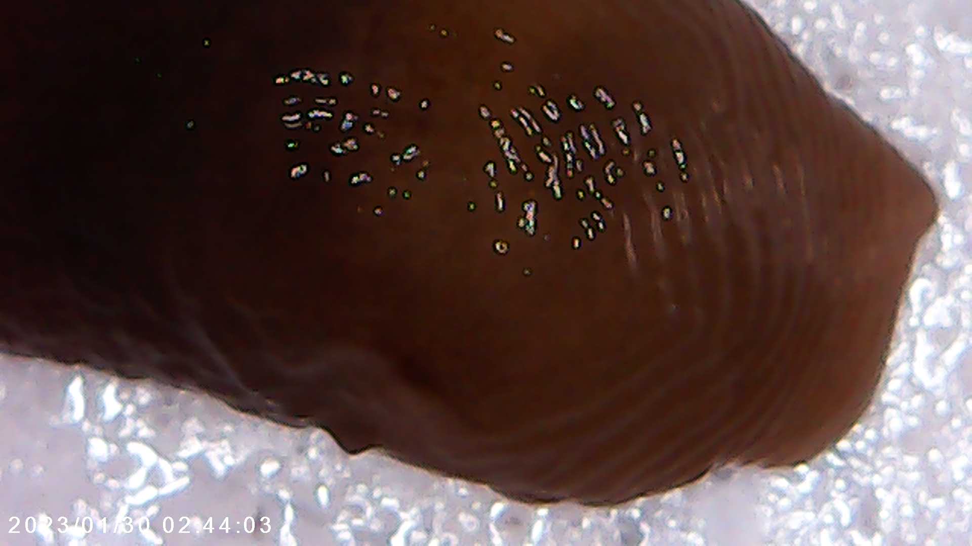 immagine di galleria 'Scatti al microscopio: laboratorio di Giocheria “Curiosi di natura”'