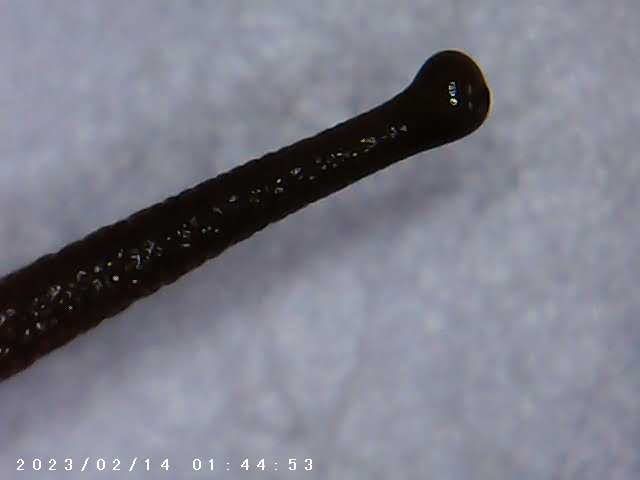 immagine di galleria 'Scatti al microscopio: laboratorio di Giocheria “Curiosi di natura”'