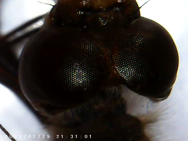 immagine di galleria 'Scatti al microscopio: laboratorio di Giocheria “Curiosi di natura”'