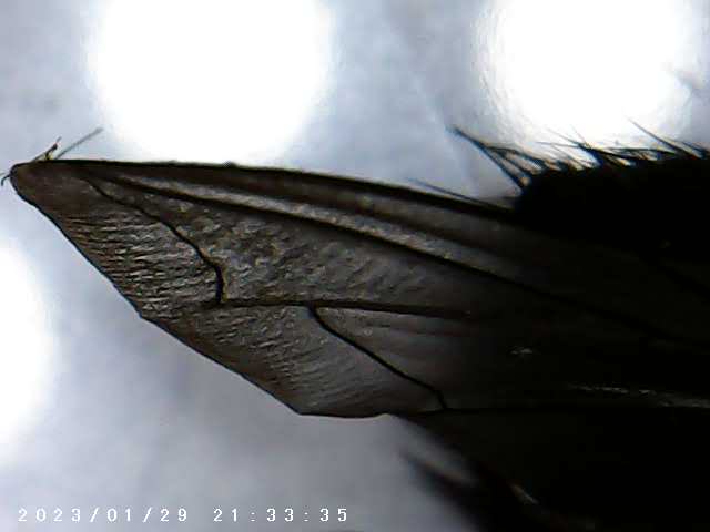 immagine di galleria