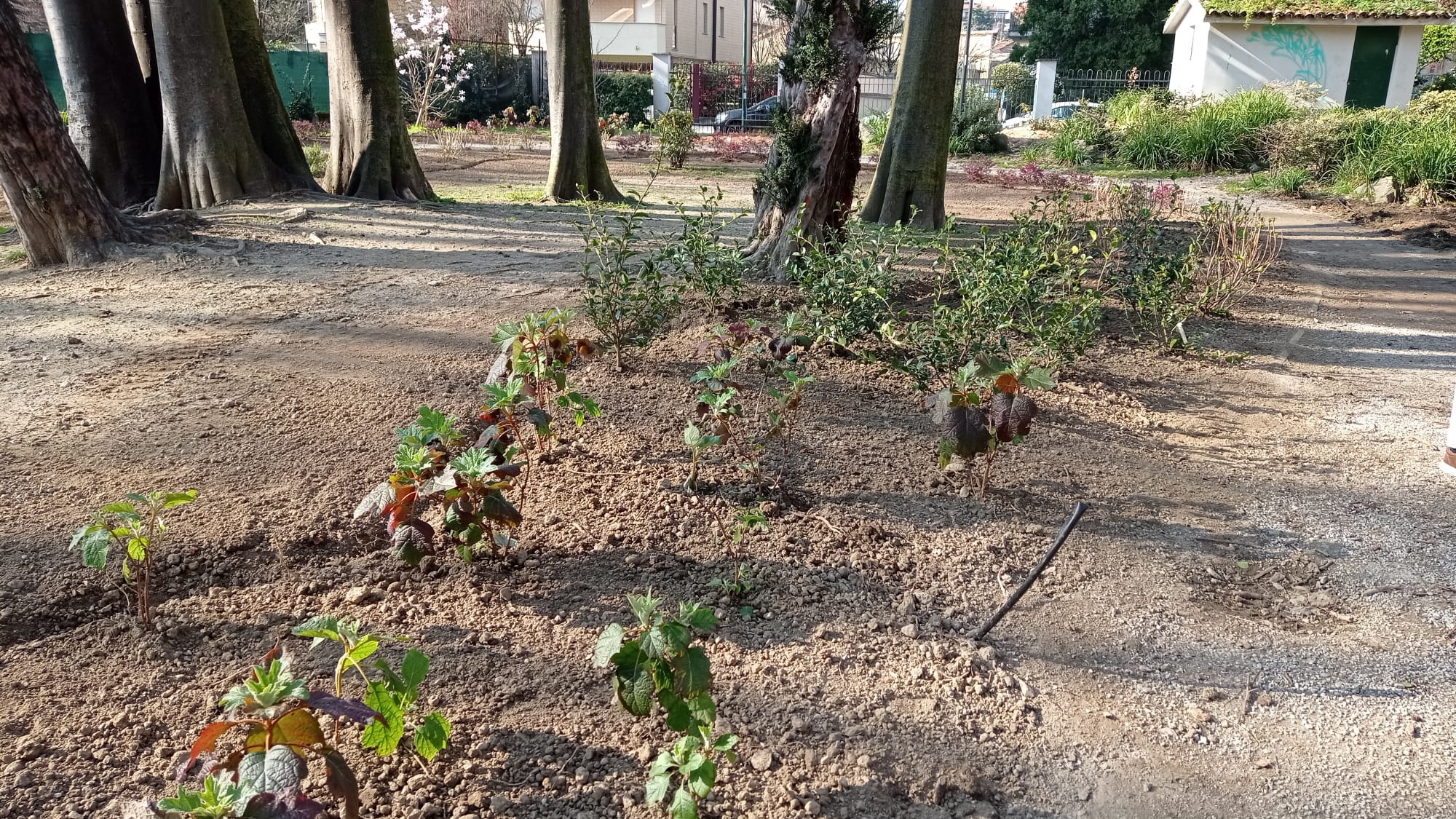 immagine di galleria 'Restyling del giardino di villa Mylius - prima parte'