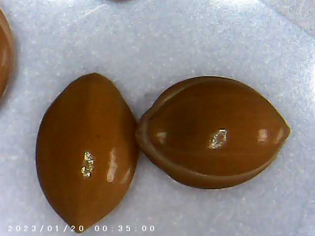 immagine di galleria 'Scatti al microscopio: laboratorio di Giocheria “Curiosi di natura”'