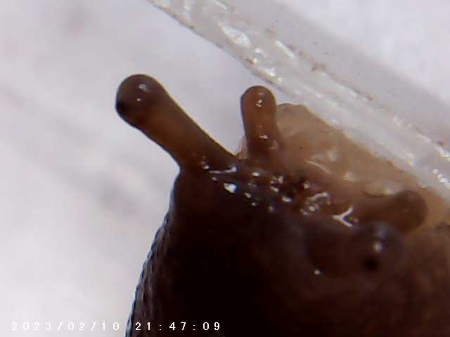 immagine di galleria 'Scatti al microscopio: laboratorio di Giocheria “Curiosi di natura”'